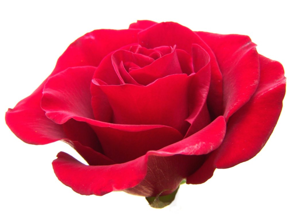 clipart rose rouge - photo #19