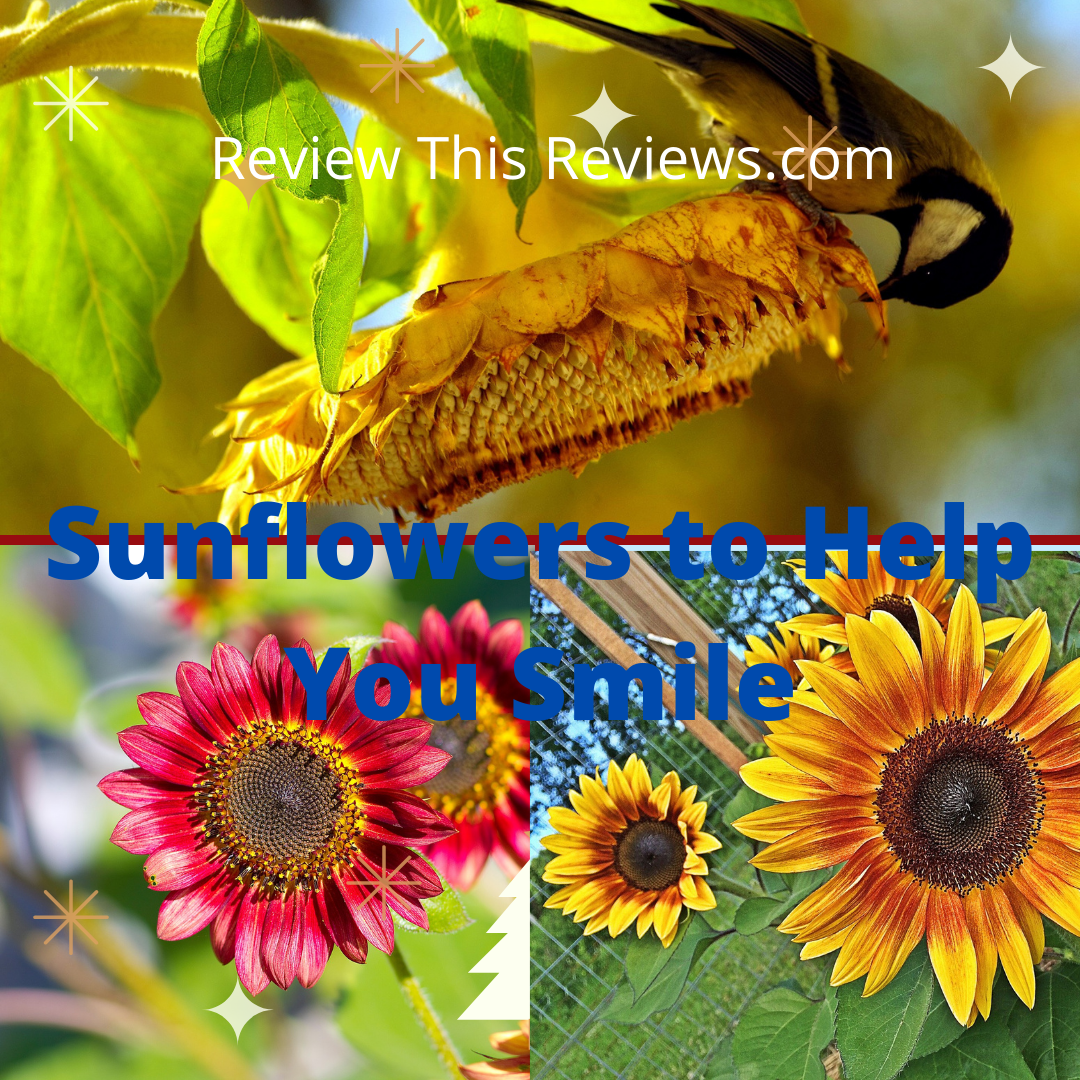 Hope for a New Year, Sunflowers Plant of the Year for 2021 A Garden Review