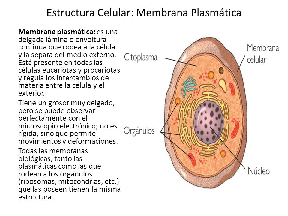 estructura celular