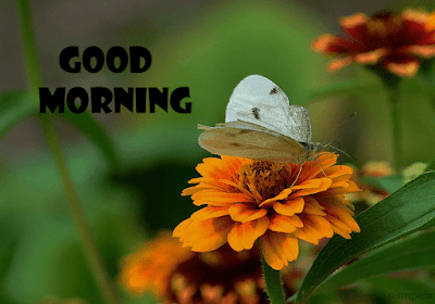 Good Morning Butterfly HD Images Quotes, Wishes, Greetings Download Whatsapp, Facebook