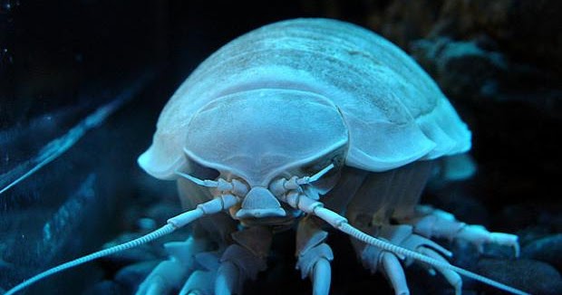 Isopod giant iz Giant Isopod | Bizarre