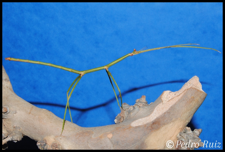 Ninfa hembra L6 de Ramulus nematodes, 10 cm de longitud Ninfa hembra L6 de Ramulus nematodes, 10 cm de longitud