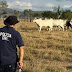 Em Feijó Polícia Civil recupera gado roubado e prende suspeitos