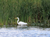 Great egret, Leslie's Pond, PEI, Canada - by Judy MacDonald, Sept. 2016