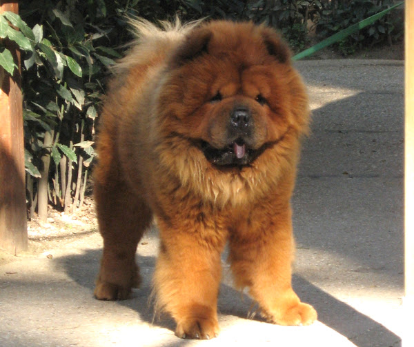 how smart is a chow chow