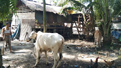 Diduga Bermasalah: Pengadaan Ternak Lembu Dinas Peternakan dan Kesehatan Hewan Asahan Rp 1 M 
