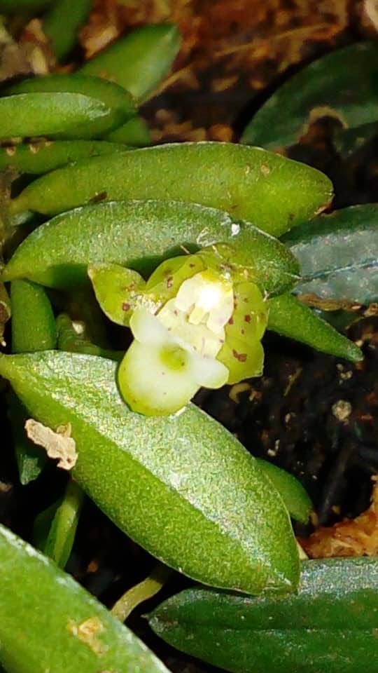Gastrochilus formosanus