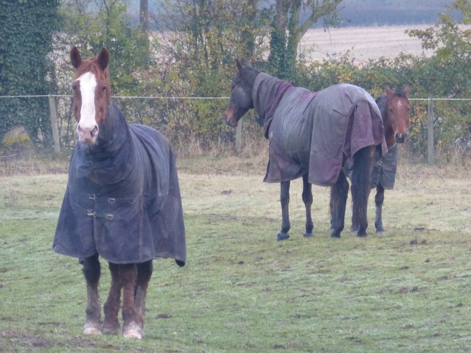 Horse Life and Love Rain, wet, naughty horses.