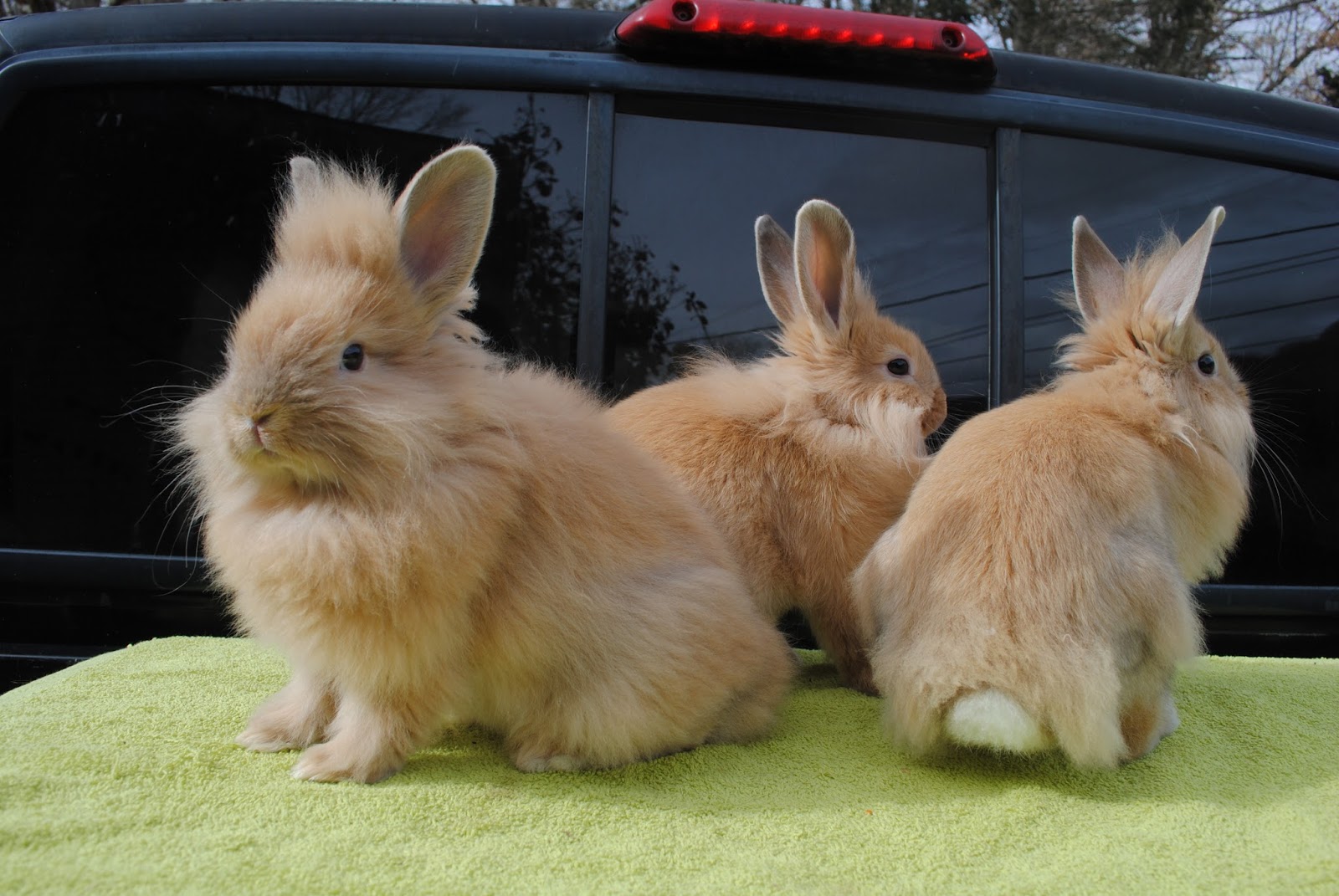 Jual Kelinci Murah Online: Panduan Lengkap Memilih, Merawat, dan Membeli Si Telinga Panjang Secara Aman