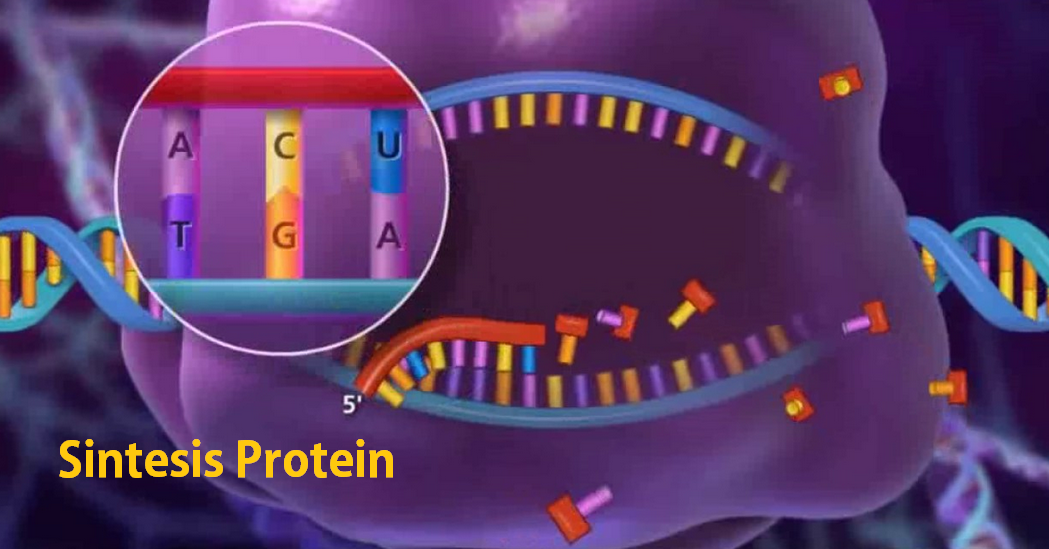 Kunci Jawaban Lkpd Translasi Kelas 9