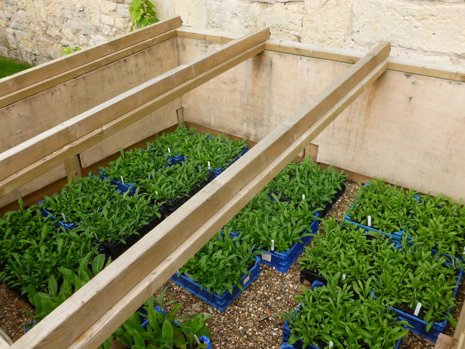 Worcester College Gardeners 20092018 Pinching Out The Wallflowers