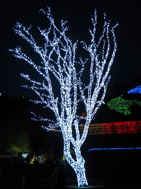 Tree covered in lights at the Light Festival at Boseong Green Tea Plantation, South Korea