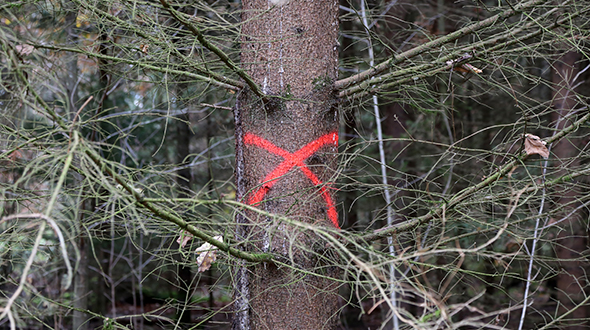 Fusiform rust disease control includes sanitation thinning