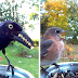 A Woman Put A Photo Booth For Birds In Her Yard, And The Results Are Mind-Blowing
