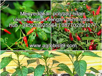 Musim Hujan Bukan Halauan Untuk Bertanam Cabe