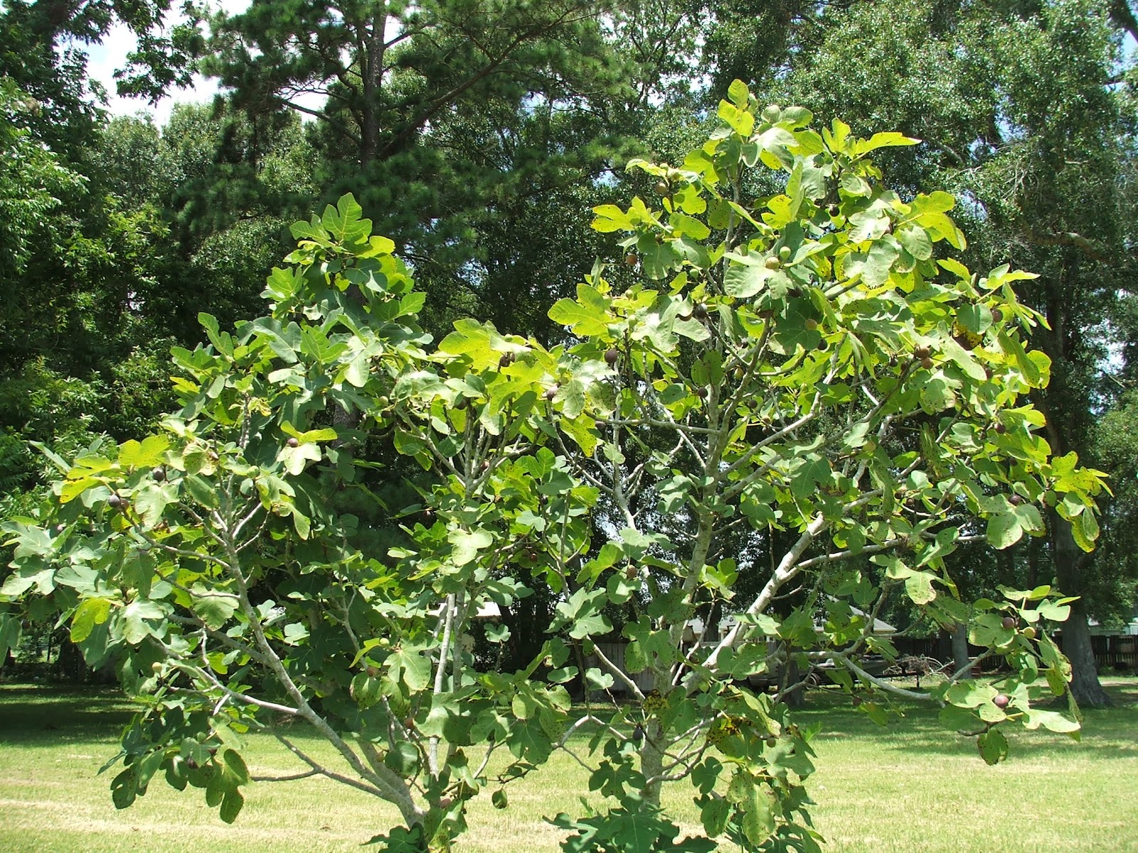 Ça C'est Bon . . . Louisiana Fig Season