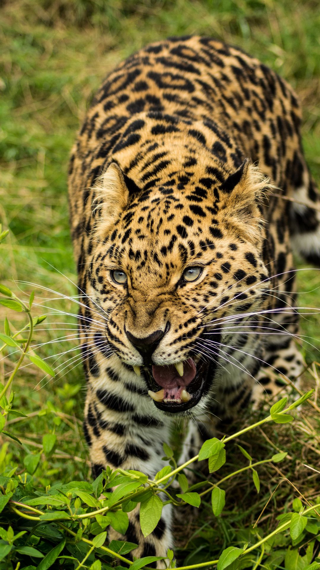 Wallpaper Leopard hd iPhone