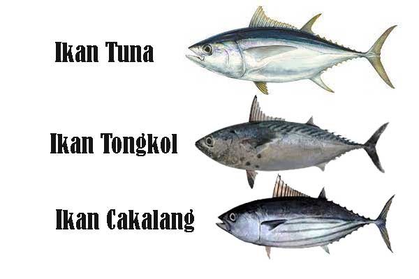 Inilah perbedaan ikan tuna, tongkol, dan cakalang