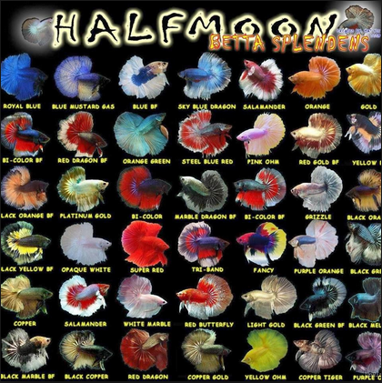 Ikan Laga 1001 Tipe Jenis Nama Ikan Laga Crowntail Dan Cupang Plakat Halfmoon