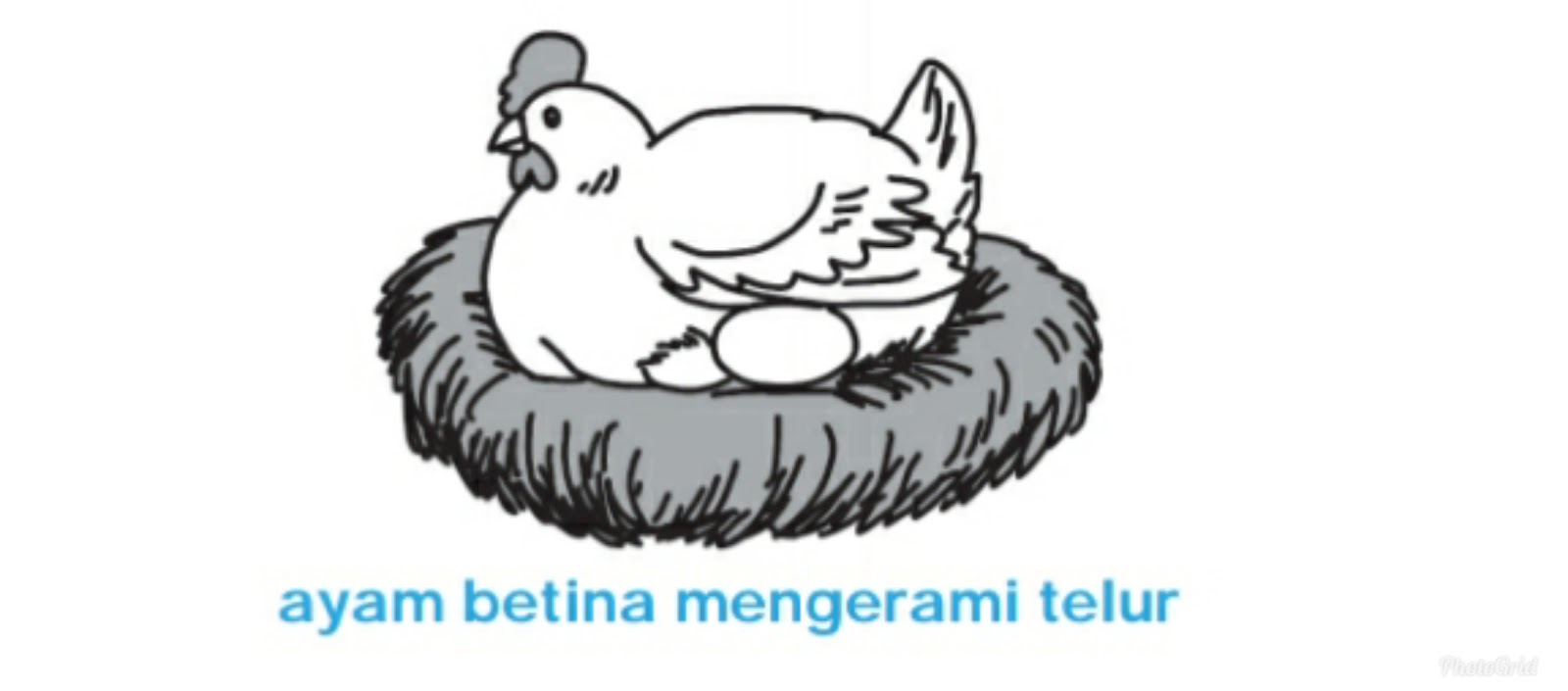 Mewarnai Gambar Telur Ayam Lembar Kerja Taman Kanak Kanak