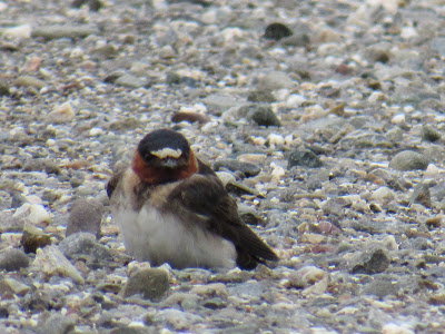 Sacramento National Wildlife Refuge California birding hotspot