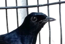 Mengenal Keunikan Dan Harga Burung Selendang Biru Pamankicau