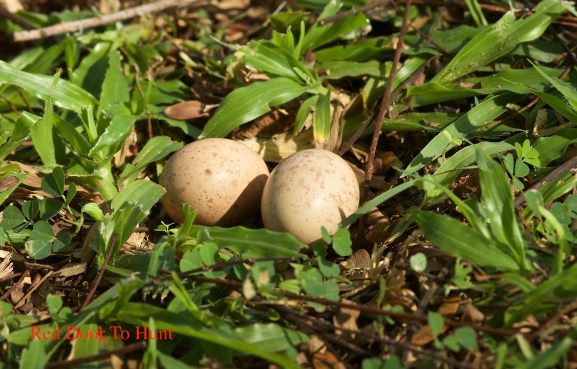 RED Door To Hunt Kisah Telur Burung.