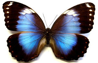 Mariposa Azul