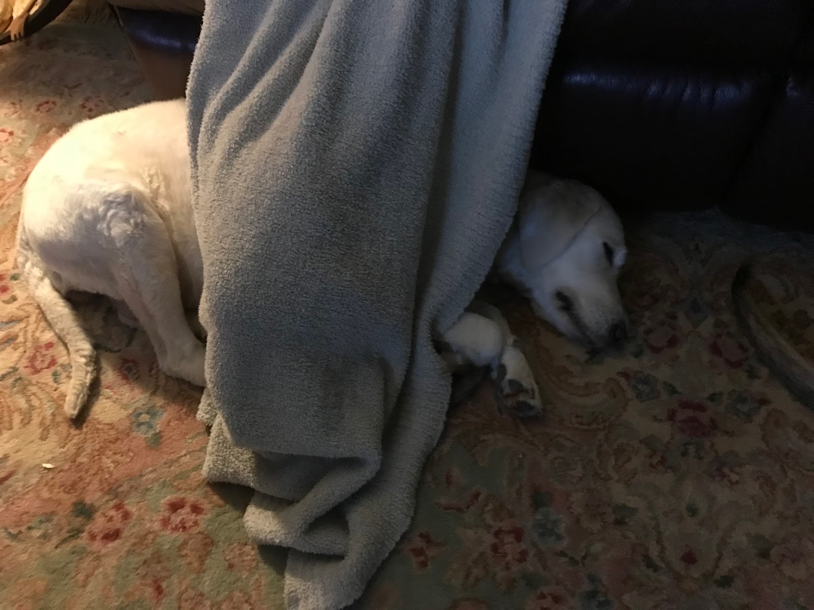 Yesteryear Acres Doodle Days Warm Puppies