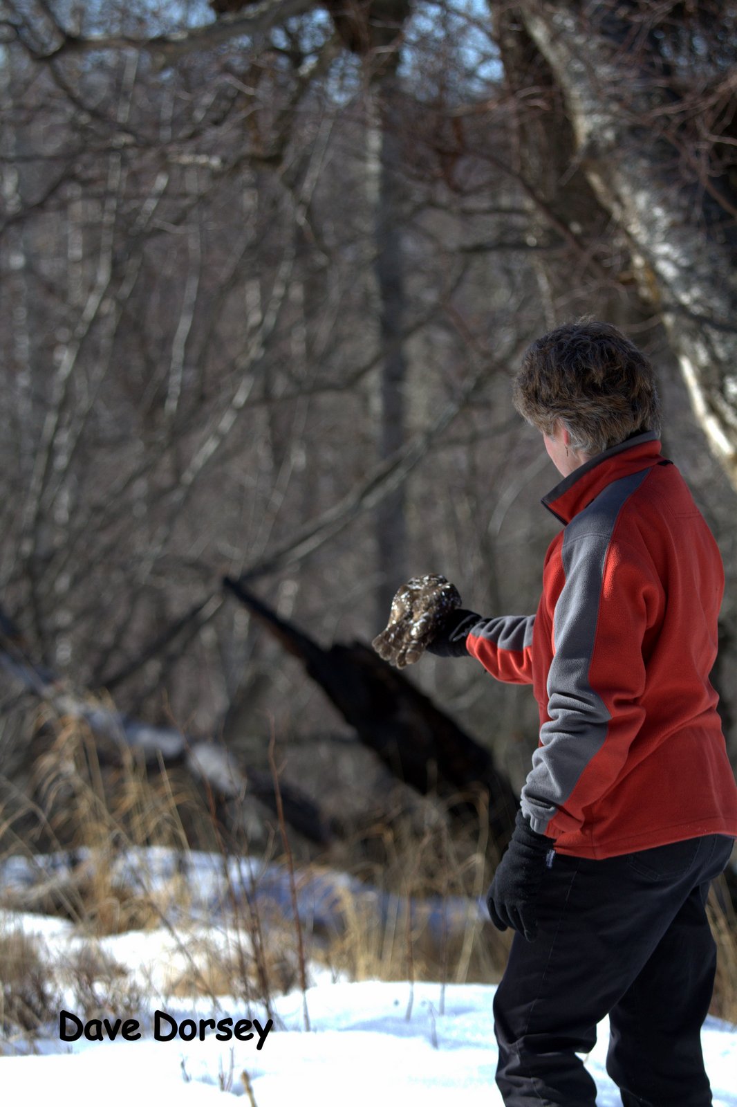 Bird Treatment and Learning Center Boreal Owl release
