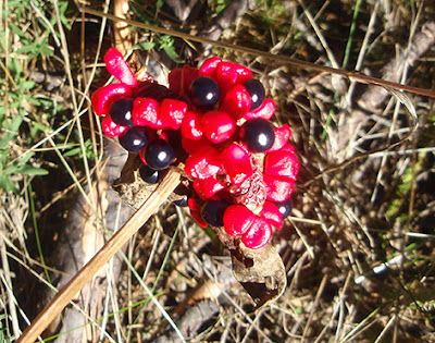 Peonía silvestre (Paeonia broteroi)