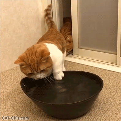 Funny Cat GIF • Munchkin cat checking out the water in a big bowl with his paw like a mini swimming pool Funny Cat GIF • Munchkin cat checking out the water in a big bowl with his paw like a mini swimming pool
