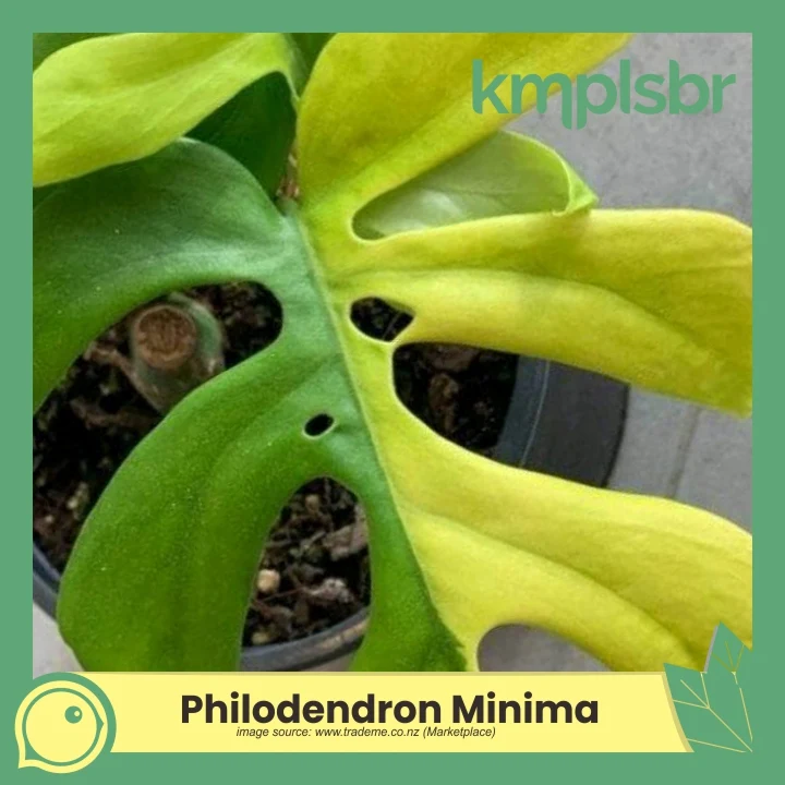 Tanaman hias mahal Variegated Philodendron Minima