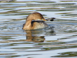 Grebe Catching Fish