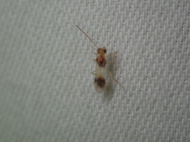 Chrysopophthorus hungaricus Chrysopophthorus hungaricus