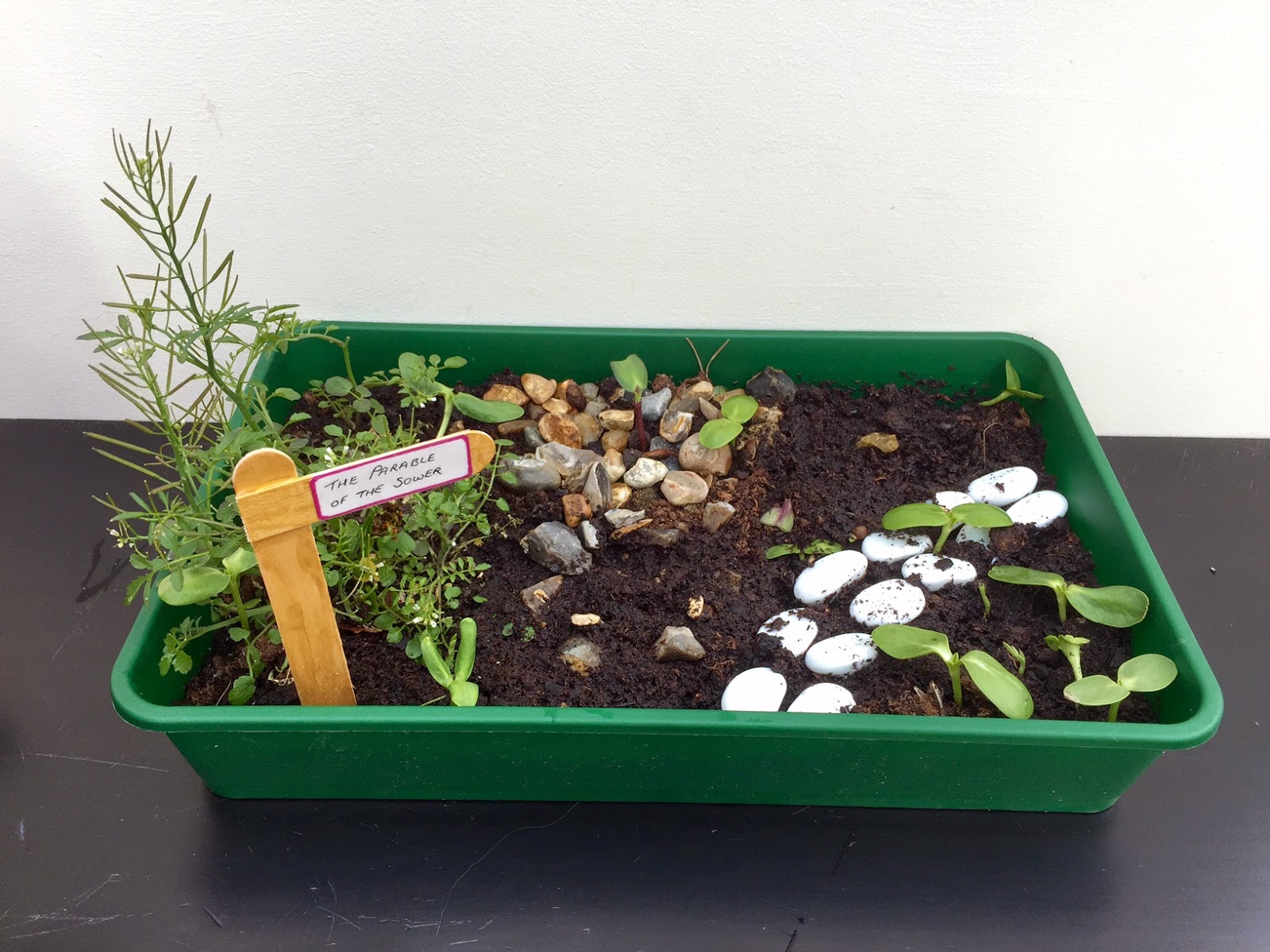 The parable of the sower growing bin with rocks and plants