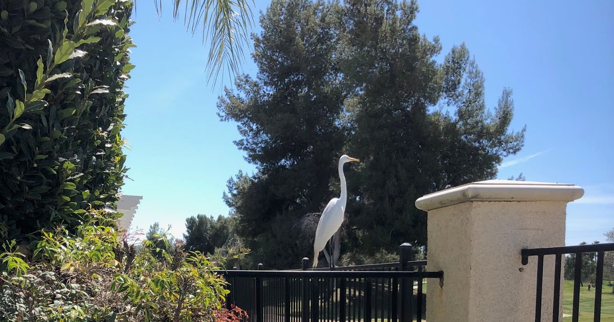 Getting a birds-eye view of Menifee at the Oasis | Menifee 24/7