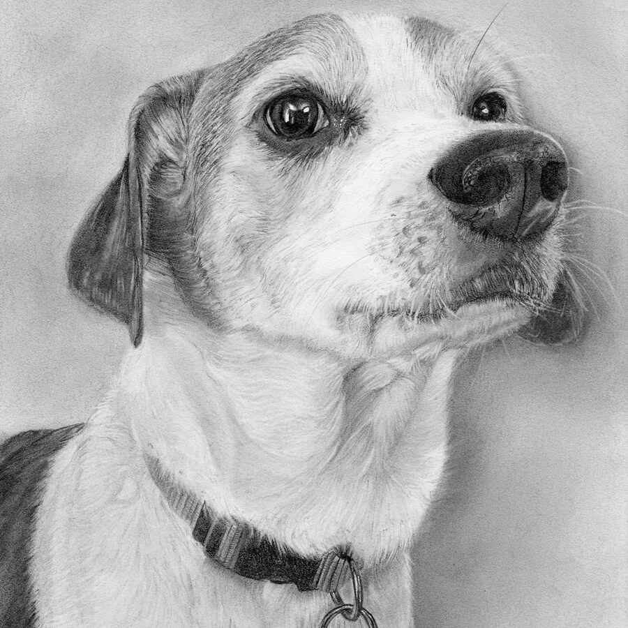 Design Stack: A Blog about Art, Design and Architecture: Dog Portrait ...