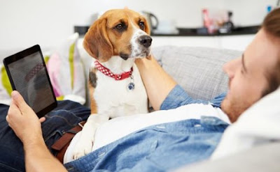 Whаt Does Pеt Insurance Cоvеr?  Where The Best