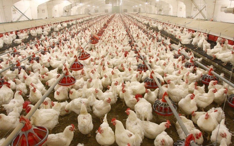 Complete Poultry Farming Guide For Beginners