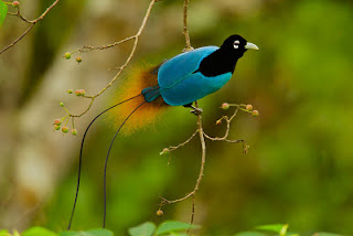 Blue bird of paradise (Paradisaea Rudolphi)