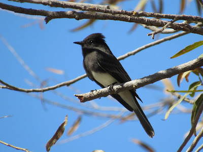 Colusa National Wildlife Refuge auto tour California birding