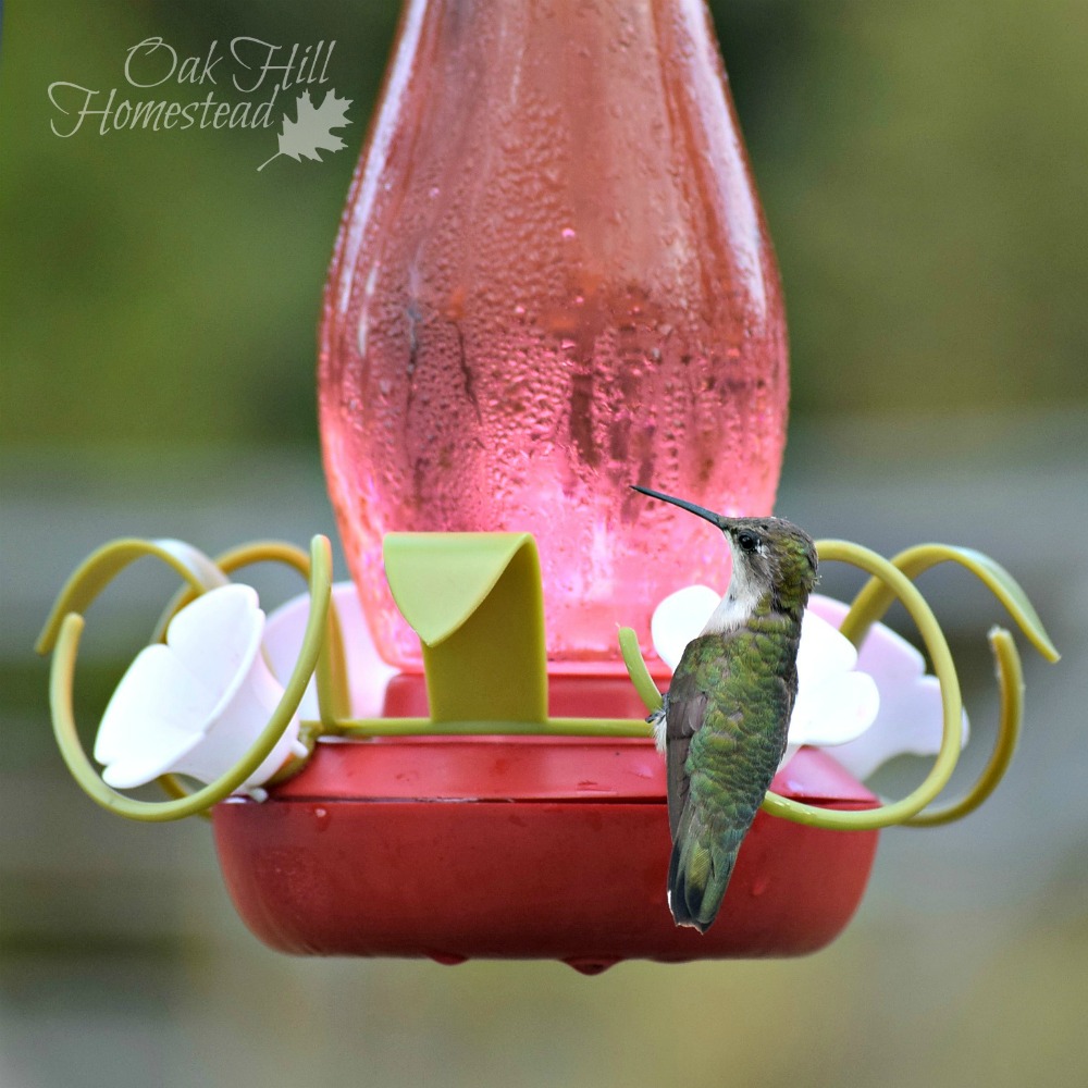 How to Attract Hummingbirds to Your Yard Oak Hill Homestead