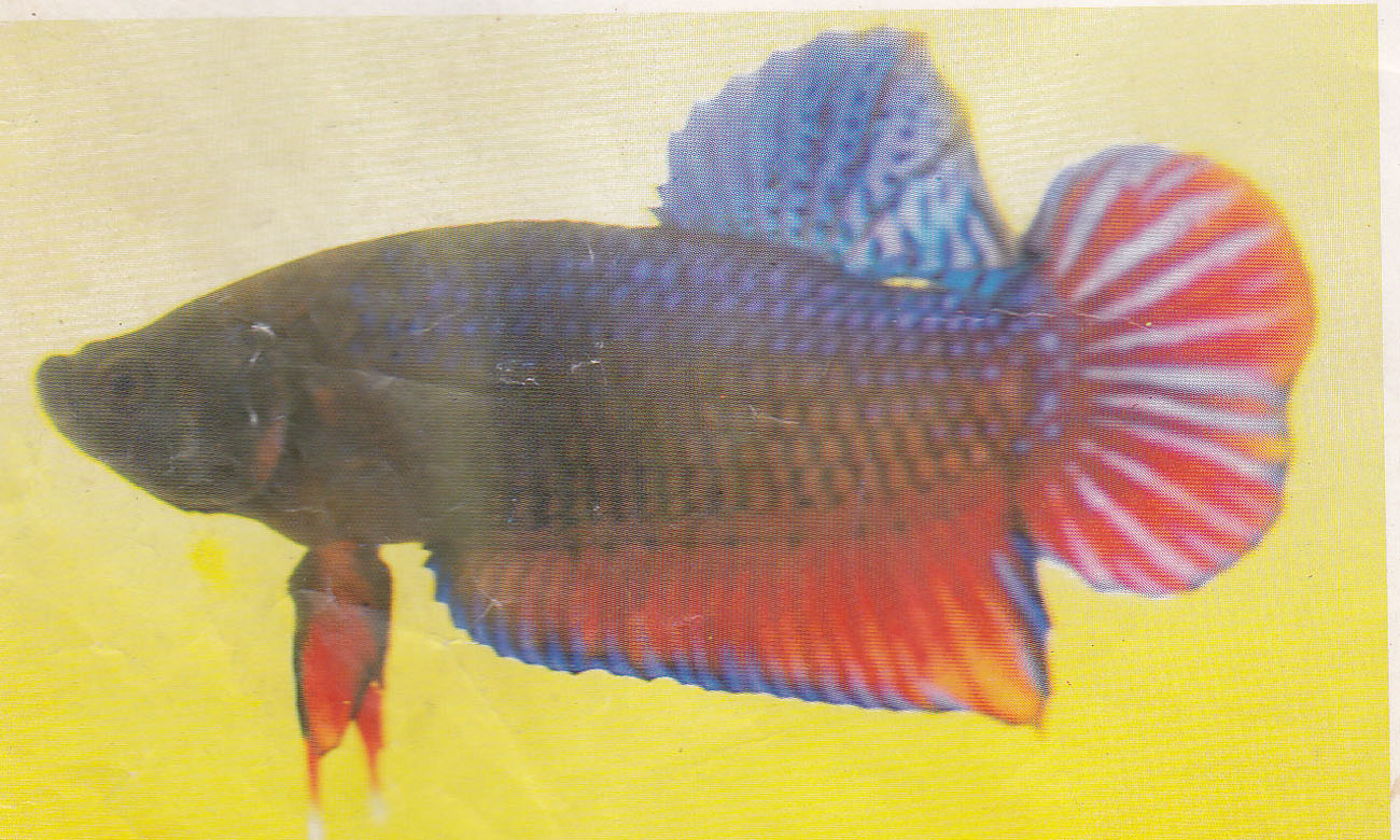 Katong Medan / Ikan Cupang Aduan Ikan Cupang Aduan Legendaris jpg (1300x780)