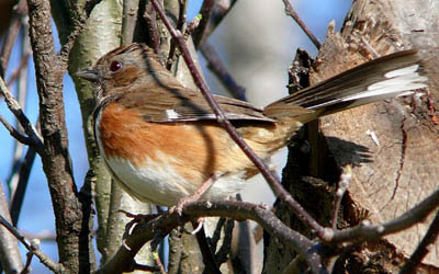 Photo of Eastern Towhee in tree branches