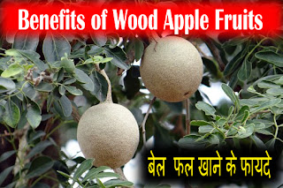 Benefits of Wood Apple Fruits | बेल फल खाने के फायदे बताइए | Health Benefits of Bael Fruit