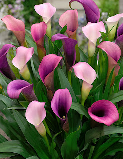 bibit bunga calla lilies