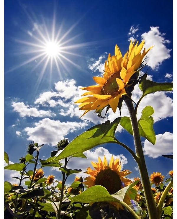 21 Sunny Pictures of Sunflower Angelic Hugs