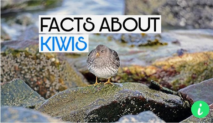 Kiwi Facts: Interesting Facts About Kiwis | Kiwi Bird - InfoHifi