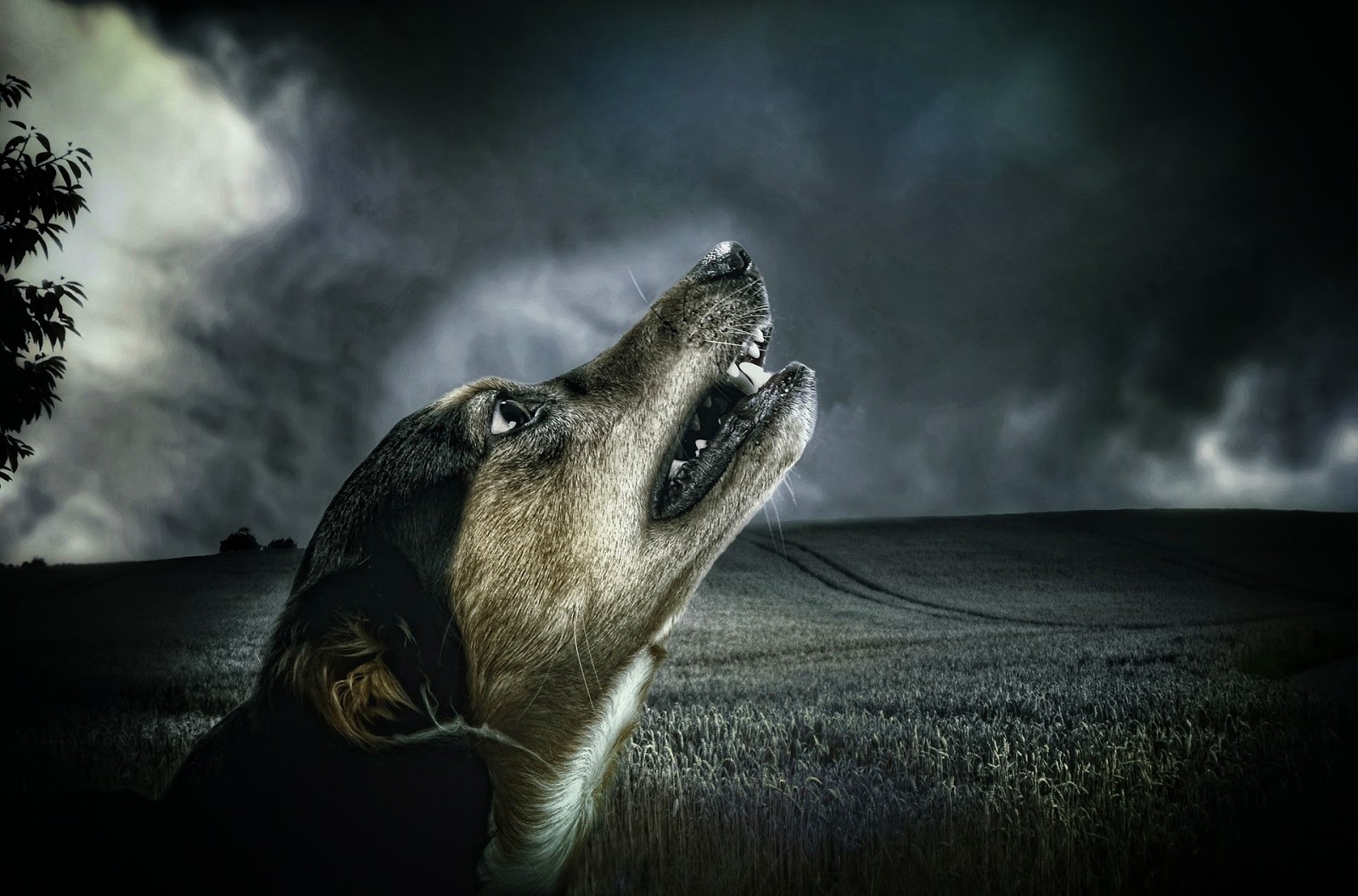 dog barking at night
